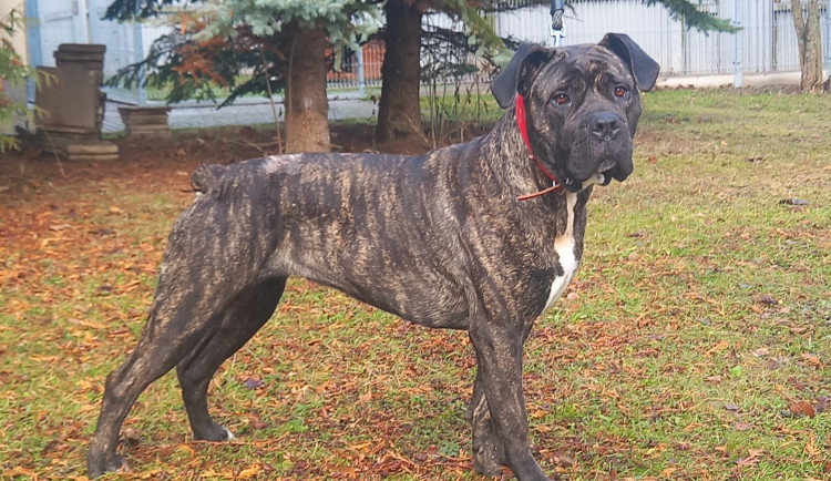 Fenka z jihlavského útulku zaujala řadu čtenářů Drbny. Mohla skončit až v Americe, nakonec bydlí na jih Čech