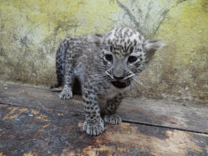 FOTO: V jihlavské zoo se narodila dvě mláďata levharta perského. Slabší ale nakonec nepřežilo