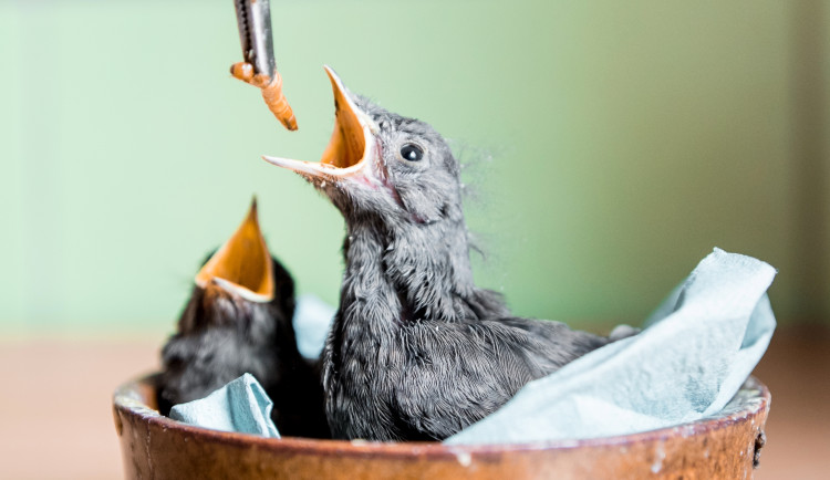 Ilustrační foto, krmení ptáčat na záchranné stanici v Pavlově