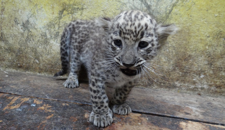 V jihlavské zoo se narodila dvě mláďata levharta perského. Slabší ale nakonec nepřežilo