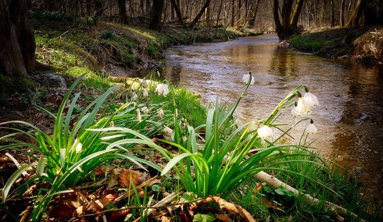 Ilustrační foto. Foto: pixabay.com