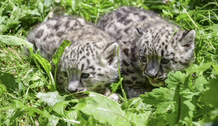 FOTO: Prázdninová radost. V Zoo Jihlava se narodila dvojčata irbisů, samečci jsou zatím ve vnitřní ubikaci