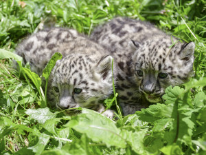 FOTO: Prázdninová radost. V Zoo Jihlava se narodila dvojčata irbisů, samečci jsou zatím ve vnitřní ubikaci