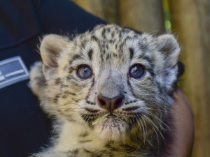 FOTO: Prázdninová radost. V Zoo Jihlava se narodila dvojčata irbisů, samečci jsou zatím ve vnitřní ubikaci