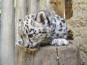 FOTO: Prázdninová radost. V Zoo Jihlava se narodila dvojčata irbisů, samečci jsou zatím ve vnitřní ubikaci