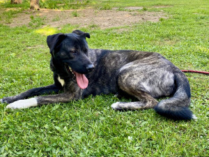 HLEDÁME PÁNÍČKA VI.: Roční Frída překypuje energií. Nejlépe jí bude v rodině s většími dětmi