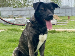 HLEDÁME PÁNÍČKA VI.: Roční Frída překypuje energií. Nejlépe jí bude v rodině s většími dětmi