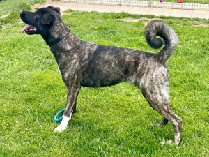 HLEDÁME PÁNÍČKA VI.: Roční Frída překypuje energií. Nejlépe jí bude v rodině s většími dětmi