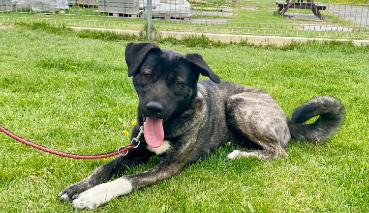 Roční Frída překypuje energií. Nejlépe jí bude v rodině s většími dětmi