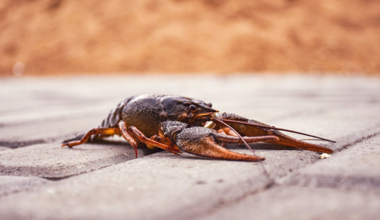 Na Žďársku jsou dvě ohniska račího moru, platí veterinární opatření