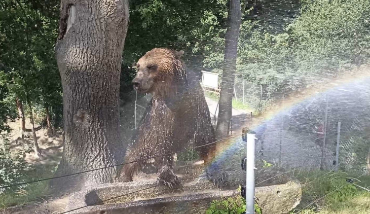 FOTO: Bazén, studená sprcha i ledové dorty. Zvířata v zoo si užívají letní ochlazení