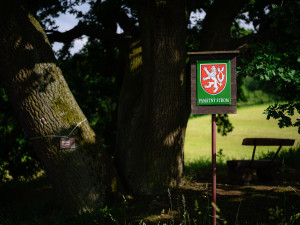 FOTO: 400 let starý dub v Třebíči bojuje o titul Strom roku 2024. Stojí nedaleko Palečkova mlýna