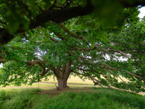 FOTO: 400 let starý dub v Třebíči bojuje o titul Strom roku 2024. Stojí nedaleko Palečkova mlýna