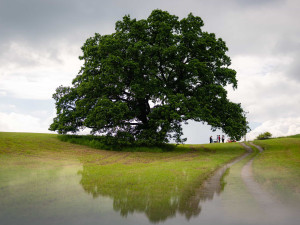 FOTO: 400 let starý dub v Třebíči bojuje o titul Strom roku 2024. Stojí nedaleko Palečkova mlýna
