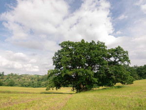 FOTO: 400 let starý dub v Třebíči bojuje o titul Strom roku 2024. Stojí nedaleko Palečkova mlýna