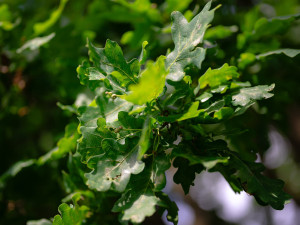 FOTO: 400 let starý dub v Třebíči bojuje o titul Strom roku 2024. Stojí nedaleko Palečkova mlýna
