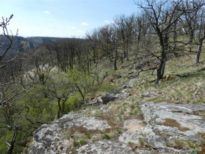 Na Vysočině přibyla přírodní rezervace Doubravka. Vyskytuje se v ní více druhů motýlů, jsou zde i skalní stepi