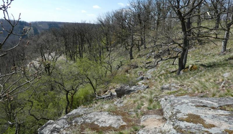 Na Vysočině přibyla přírodní rezervace Doubravka. Vyskytuje se v ní více druhů motýlů, jsou zde i skalní stepi
