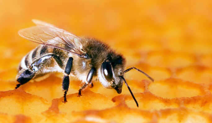 Ilustrační foto. Foto: www.commons.wikimedia.org