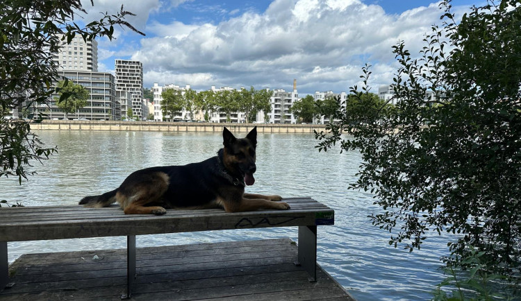 Bezpečnost na olympiádě střežil také pes Gorro z Vysočiny, hledal výbušniny. Foto: se souhlasem Policie ČR