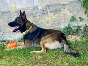 HLEDÁME PÁNÍČKA VII.: Akčního mladého křížence našli v Jihlavě. Je pracovitý a miluje hračky