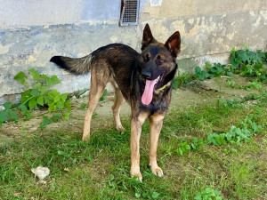 HLEDÁME PÁNÍČKA VII.: Akčního mladého křížence našli v Jihlavě. Je pracovitý a miluje hračky