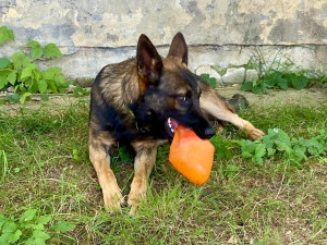 HLEDÁME PÁNÍČKA VII.: Akčního mladého křížence našli v Jihlavě. Je pracovitý a miluje hračky