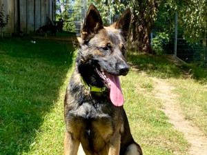 HLEDÁME PÁNÍČKA VII.: Akčního mladého křížence našli v Jihlavě. Je pracovitý a miluje hračky