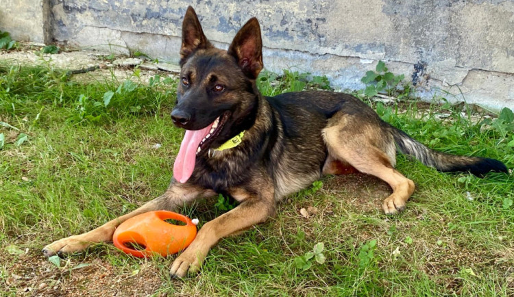 HLEDÁME PÁNÍČKA VII.: Akčního mladého křížence našli v Pávově. Je pracovitý a miluje hračky