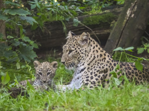 VIDEO: Poprvé ve výběhu. Čtyřměsíční samička lehvarta v jihlavské zoo si užívá léto