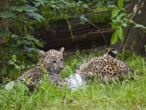 VIDEO: Poprvé ve výběhu. Čtyřměsíční samička lehvarta v jihlavské zoo si užívá léto