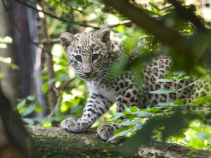 VIDEO: Poprvé ve výběhu. Čtyřměsíční samička lehvarta v jihlavské zoo si užívá léto