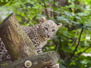 VIDEO: Poprvé ve výběhu. Čtyřměsíční samička lehvarta v jihlavské zoo si užívá léto