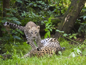 VIDEO: Poprvé ve výběhu. Čtyřměsíční samička lehvarta v jihlavské zoo si užívá léto