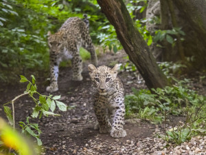 VIDEO: Poprvé ve výběhu. Čtyřměsíční samička lehvarta v jihlavské zoo si užívá léto