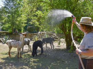 VIDEO: Chvilkové ochlazení pod sprchou. Podívejte se, jak alpaky v Zoo Jihlava zvládají horko