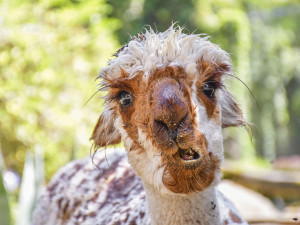VIDEO: Chvilkové ochlazení pod sprchou. Podívejte se, jak alpaky v Zoo Jihlava zvládají horko
