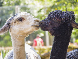 VIDEO: Chvilkové ochlazení pod sprchou. Podívejte se, jak alpaky v Zoo Jihlava zvládají horko
