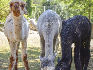 VIDEO: Chvilkové ochlazení pod sprchou. Podívejte se, jak alpaky v Zoo Jihlava zvládají horko