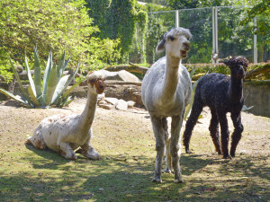 VIDEO: Chvilkové ochlazení pod sprchou. Podívejte se, jak alpaky v Zoo Jihlava zvládají horko