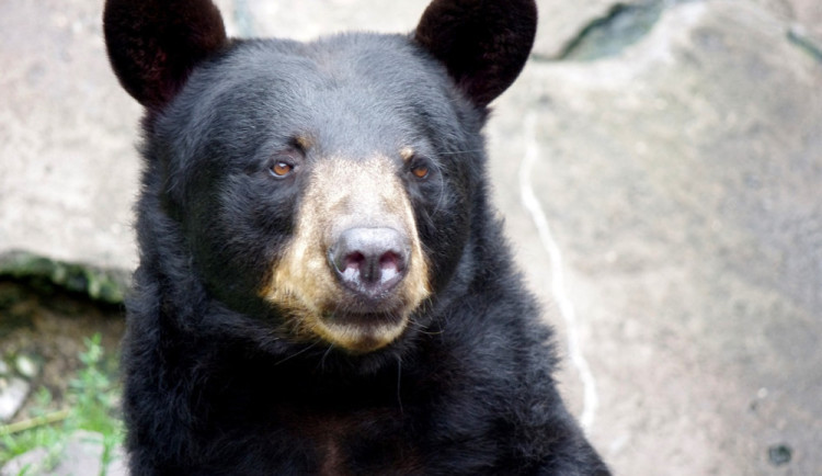 Do táborské zoo se po tragické ztrátě opět vrátí medvěd baribal. Dva mladé medvědy návštěvníci uvidí už v září