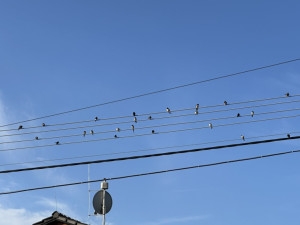 Už to začíná, na drátech se houfují vlaštovky a jiřičky. Chystají se na dalekou cestu do tropické Afriky
