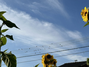 Už to začíná, na drátech se houfují vlaštovky a jiřičky. Chystají se na dalekou cestu do tropické Afriky