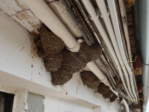 Ve stájích mají hnízdící vlaštovky dostatek hmyzu