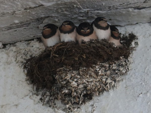 Ve stájích mají hnízdící vlaštovky dostatek hmyzu