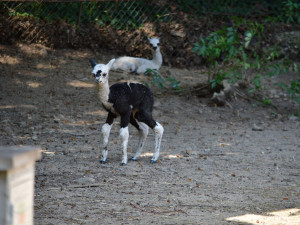 FOTO: Radost v Zoo Jihlava. Koncem týdne se narodily dvě alpaky, na nohou jsou do 90 minut od narození