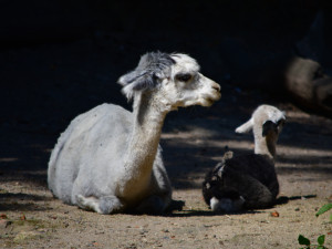 FOTO: Radost v Zoo Jihlava. Koncem týdne se narodily dvě alpaky, na nohou jsou do 90 minut od narození