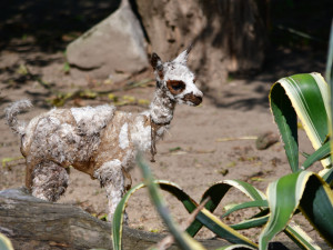 FOTO: Radost v Zoo Jihlava. Koncem týdne se narodily dvě alpaky, na nohou jsou do 90 minut od narození