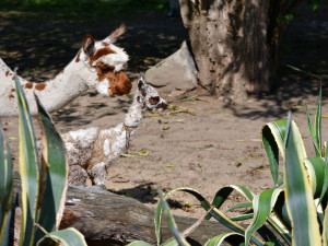 FOTO: Radost v Zoo Jihlava. Koncem týdne se narodily dvě alpaky, na nohou jsou do 90 minut od narození