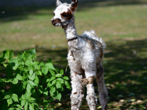 FOTO: Radost v Zoo Jihlava. Koncem týdne se narodily dvě alpaky, na nohou jsou do 90 minut od narození